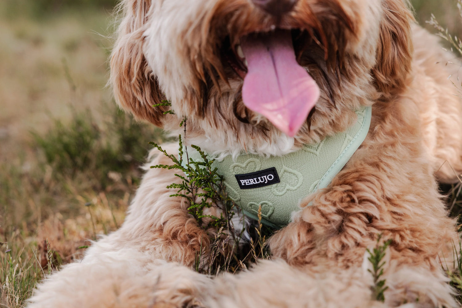 Minty Love Essentials Ensemble: Adjustable Neck Harness, Collar & Leash - Perlujo