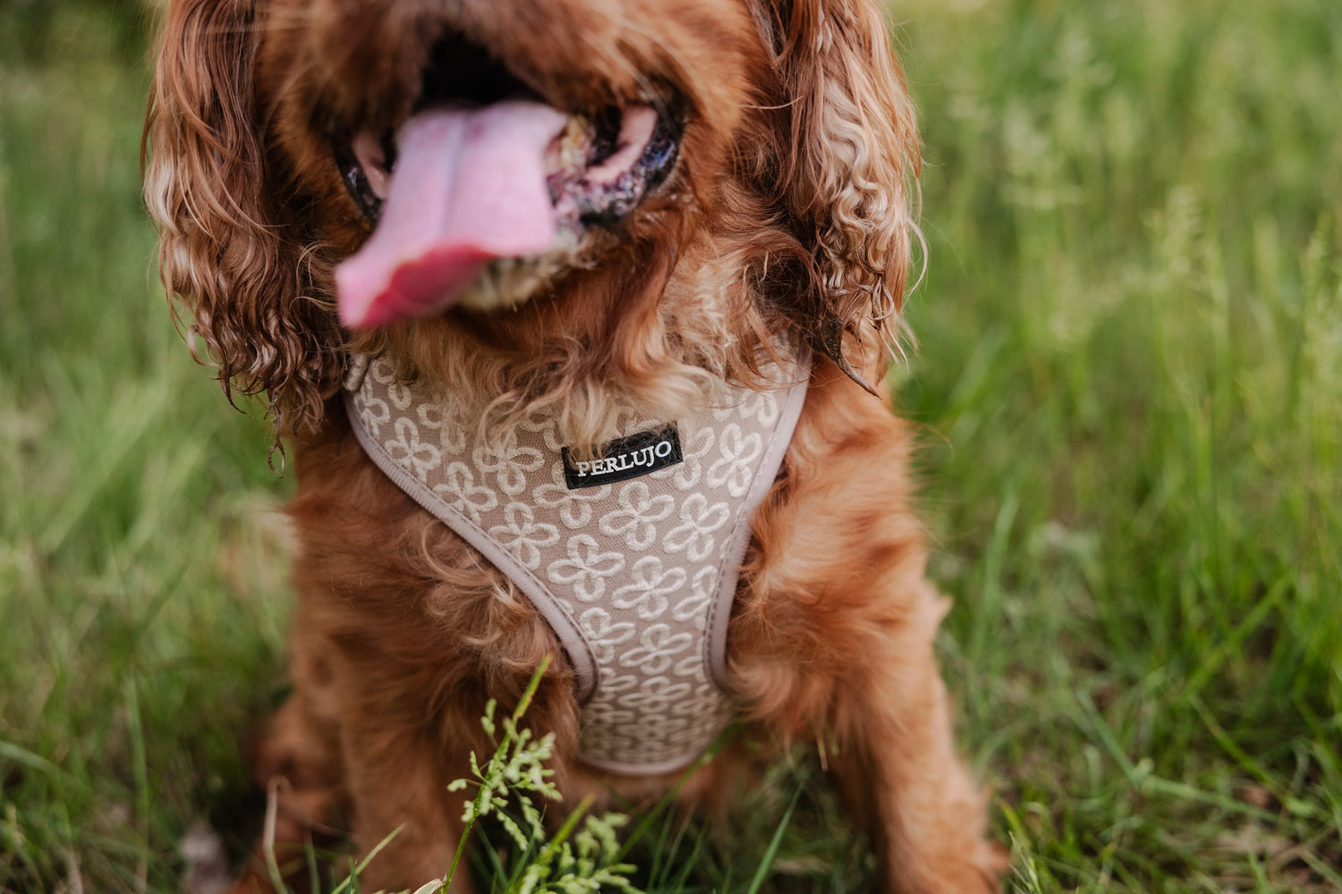 Champagne Clover Essentials Ensemble: Adjustable Neck Harness, Collar & Leash - Perlujo