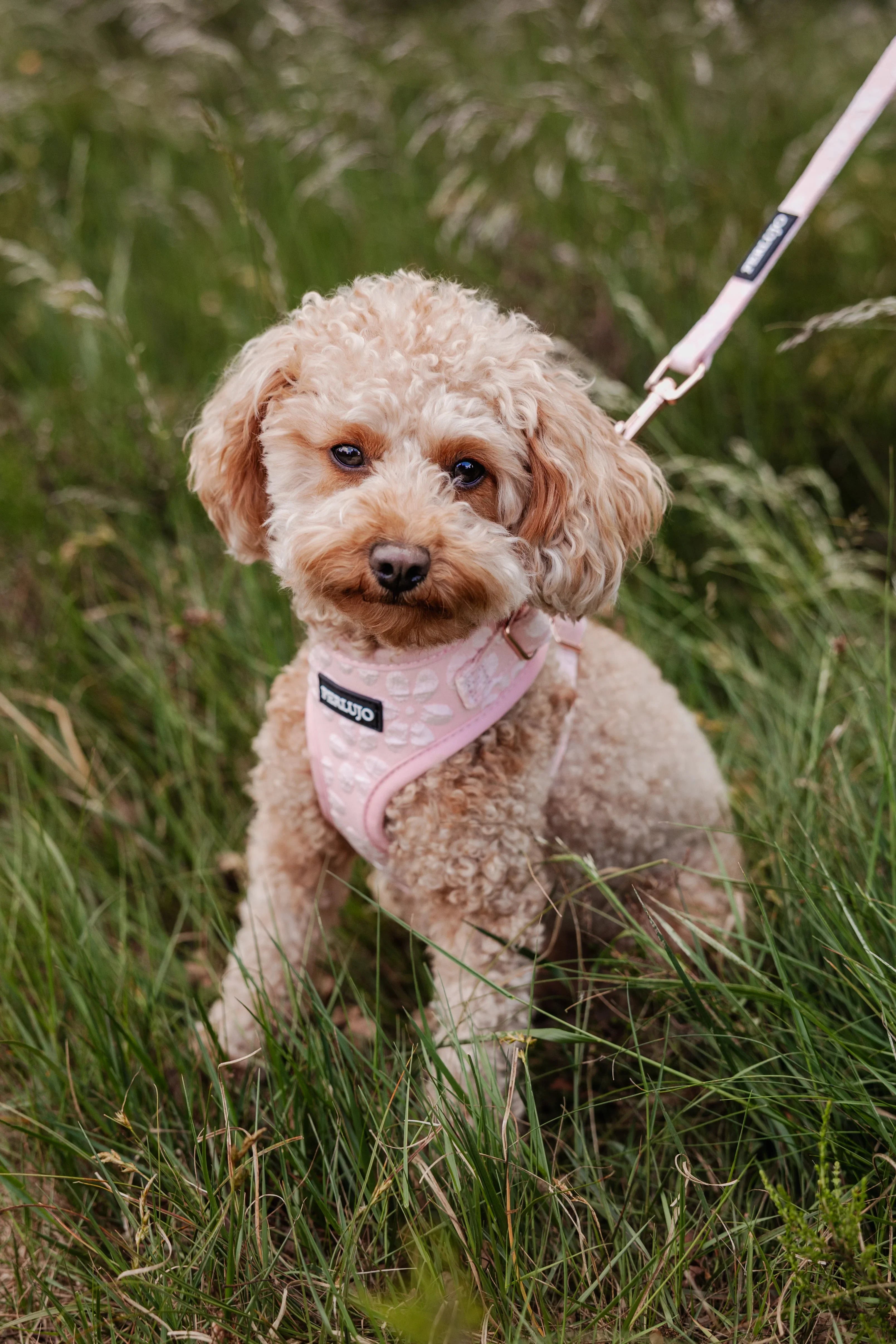 Adjustable Neck Harness Collection - Perlujo
