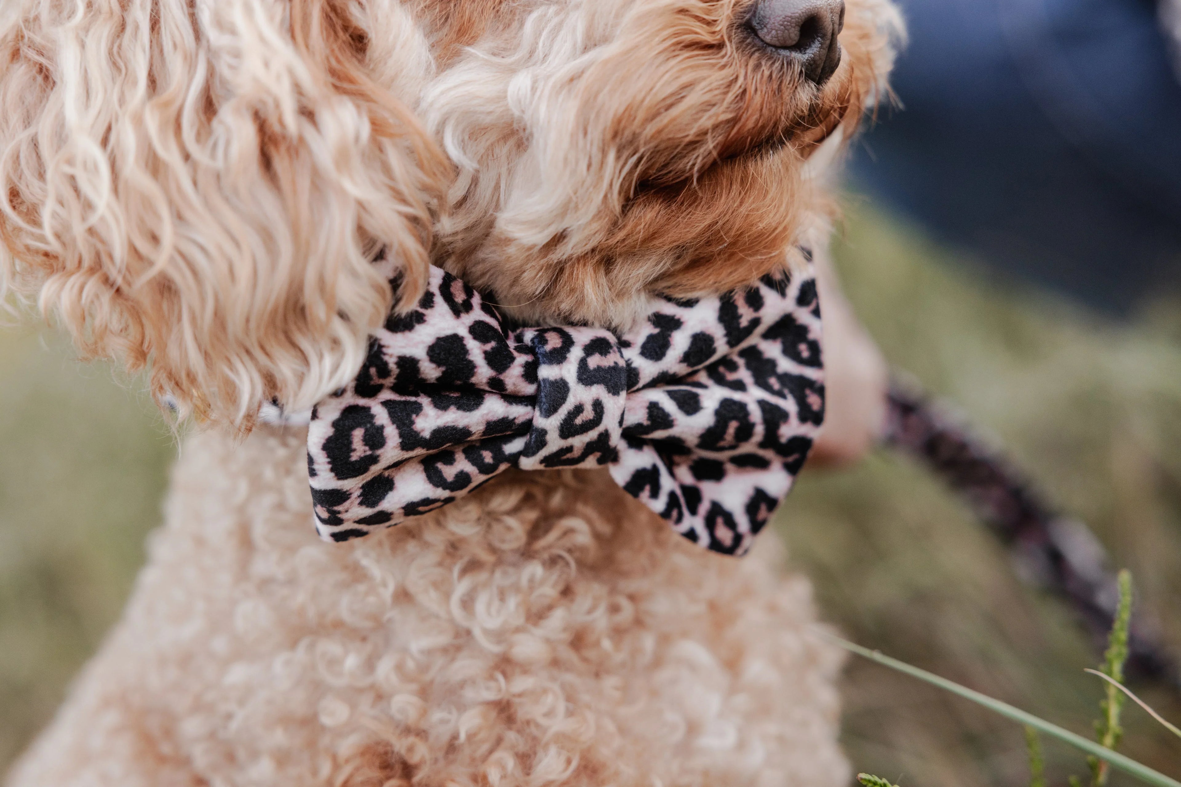 Bow Tie Collection - Perlujo