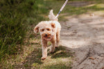 Rosy Bloom Essentials Ensemble: Adjustable Neck Harness, Collar & Leash - Perlujo