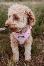 Blush Tweed Essentials Ensemble: Adjustable Neck Harness, Collar & Leash - Perlujo