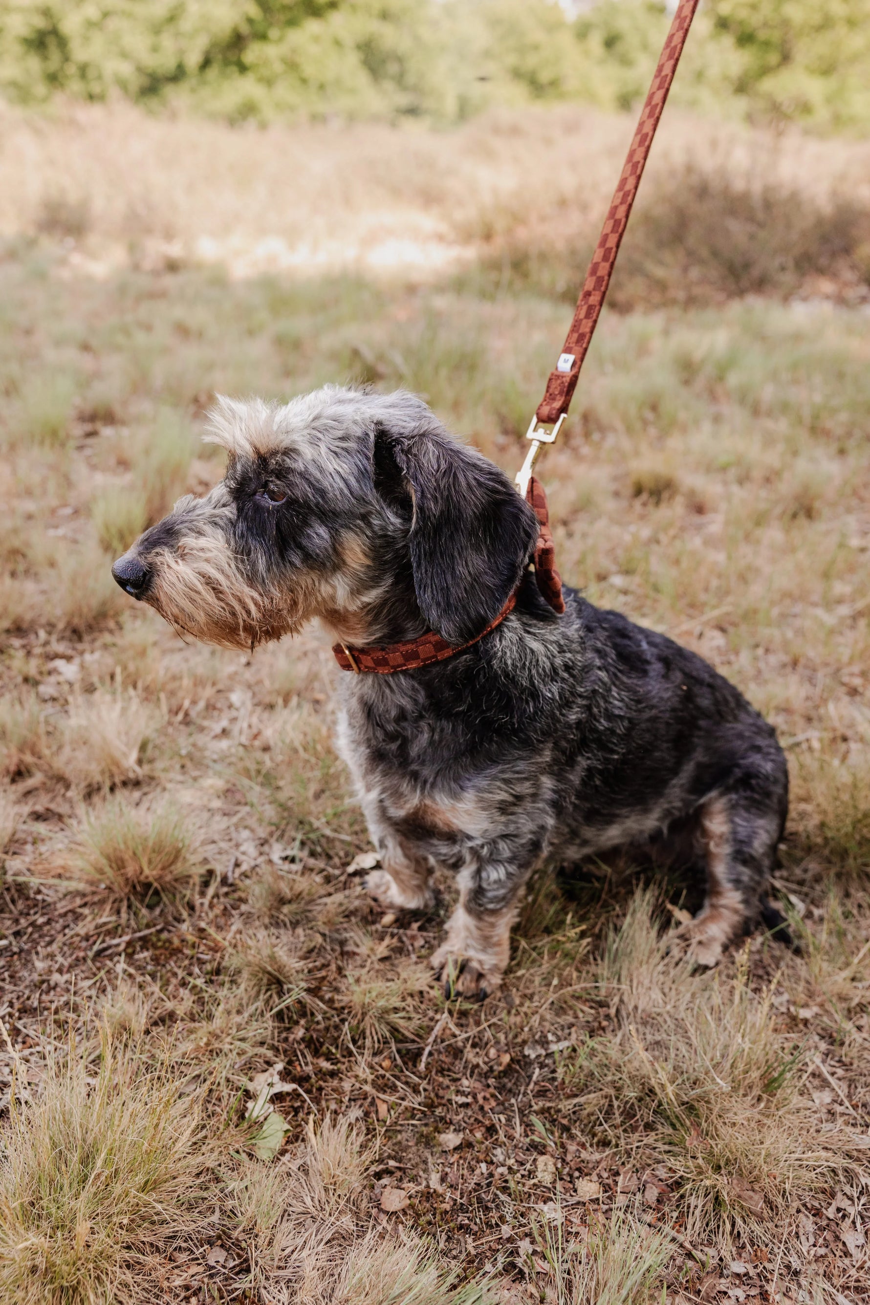 Classic Comfort Leash - Perlujo