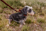 Classic Comfort Leash - Perlujo
