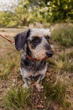 Classic Comfort Essentials Ensemble: Adjustable Neck Harness, Collar & Leash - Perlujo