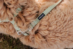 Minty Love Essentials Ensemble: Adjustable Neck Harness, Collar & Leash - Perlujo