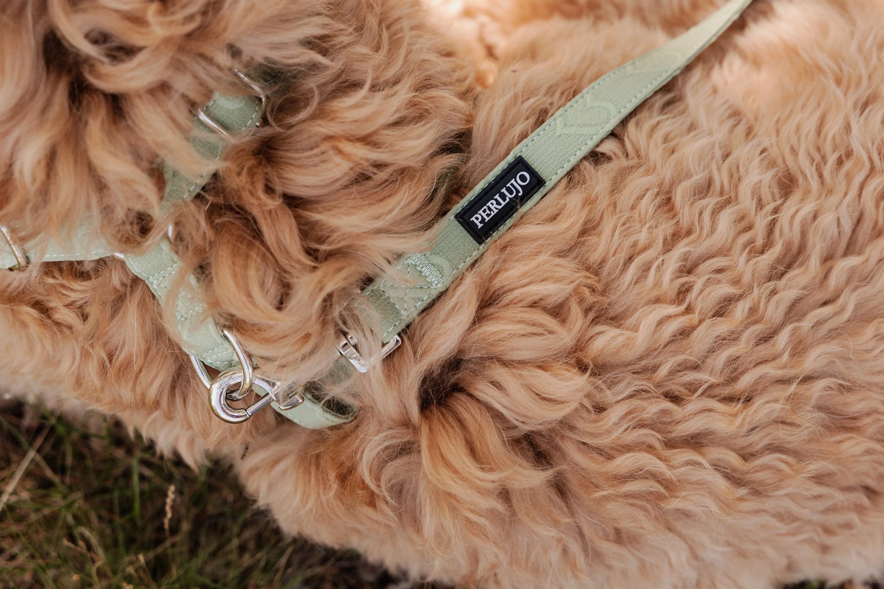 Minty Love Essentials Ensemble: Adjustable Neck Harness, Collar & Leash - Perlujo