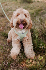 Minty Love Essentials Ensemble: Adjustable Neck Harness, Collar & Leash - Perlujo