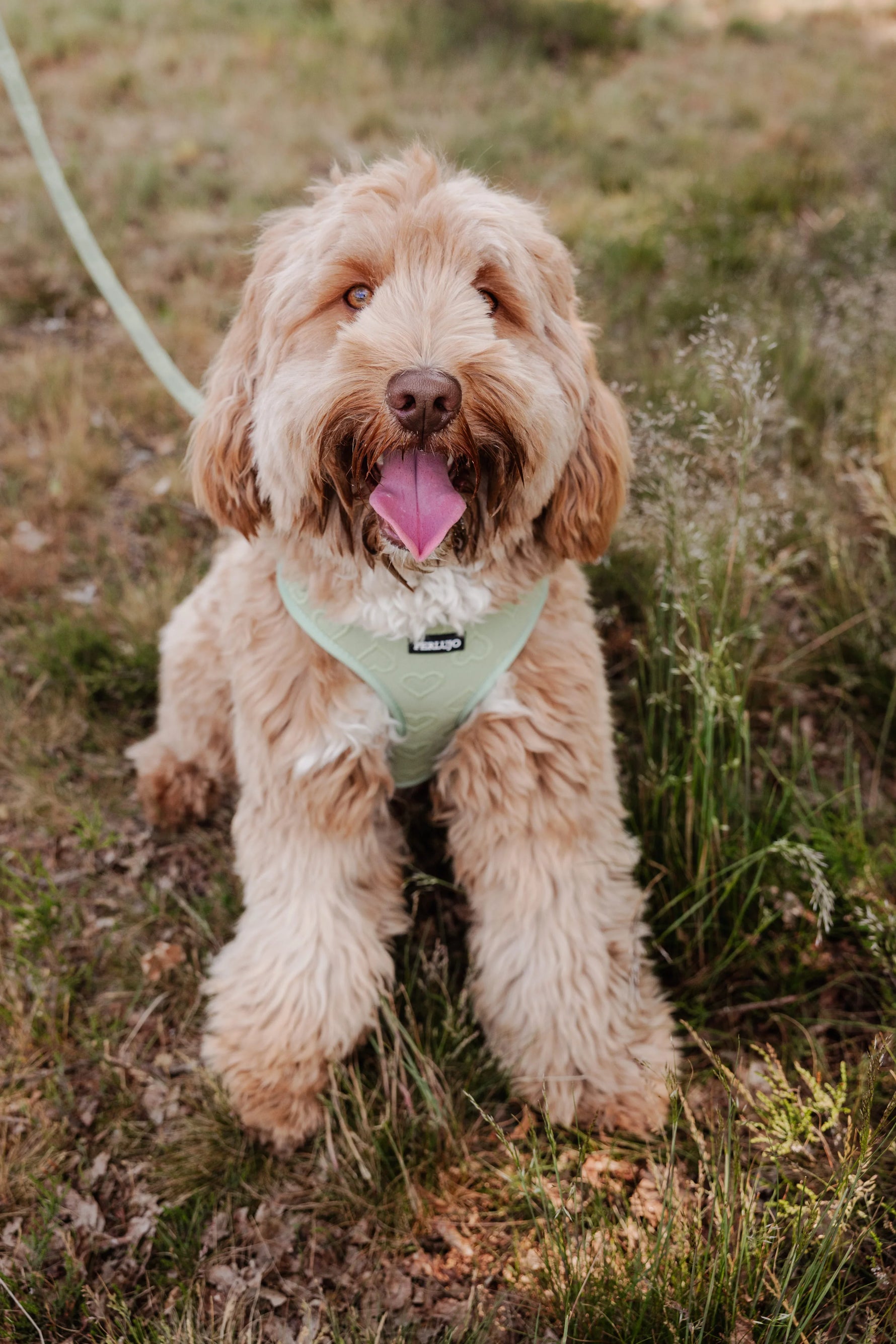 Minty Love Essentials Ensemble: Adjustable Neck Harness, Collar & Leash - Perlujo