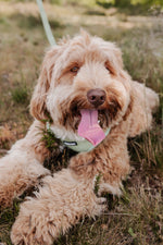 Minty Love Essentials Ensemble: Adjustable Neck Harness, Collar & Leash - Perlujo
