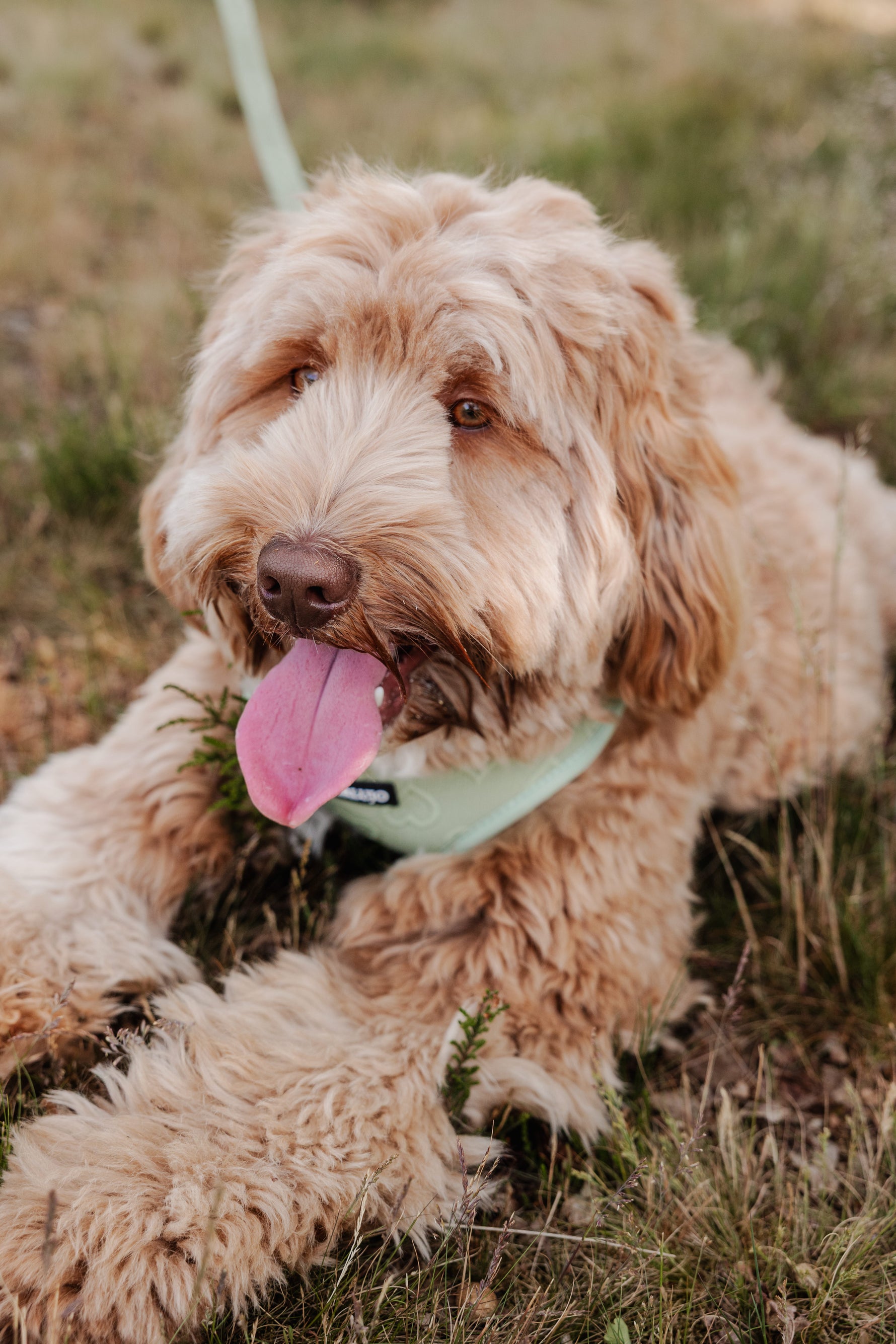 Minty Love Essentials Ensemble: Adjustable Neck Harness, Collar & Leash - Perlujo