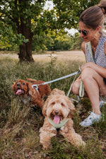 Minty Love Essentials Ensemble: Adjustable Neck Harness, Collar & Leash - Perlujo