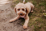Rosy Bloom Essentials Ensemble: Adjustable Neck Harness, Collar & Leash - Perlujo