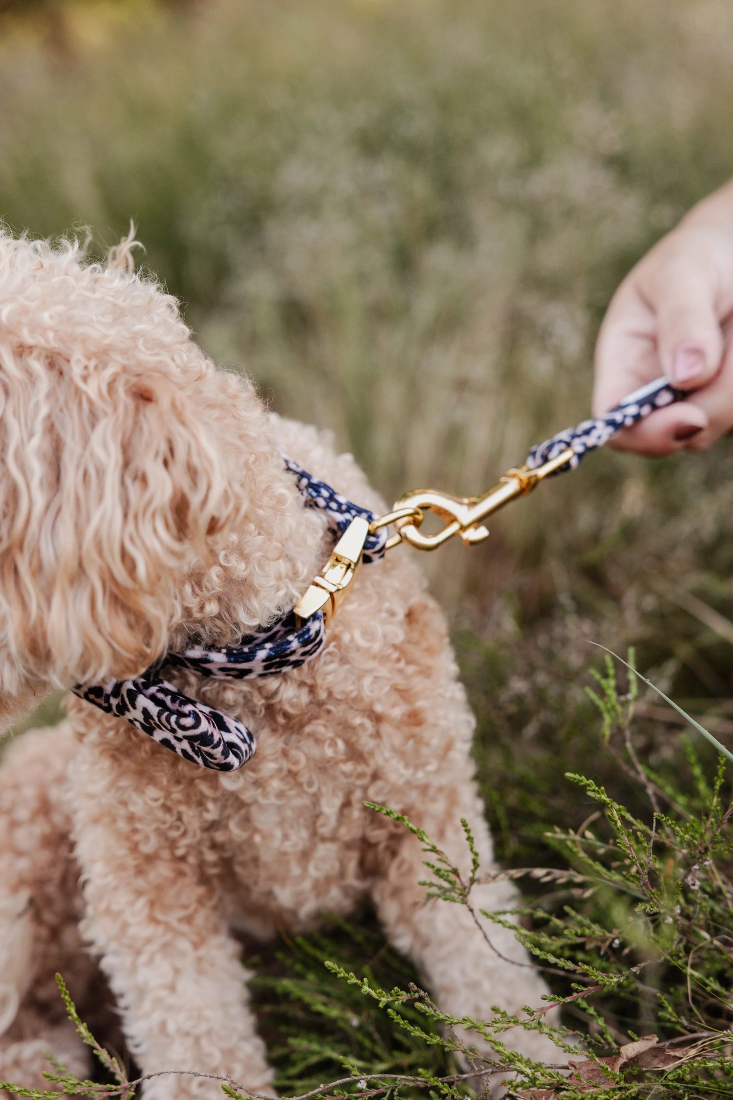 Wild Elegance Leash - Perlujo