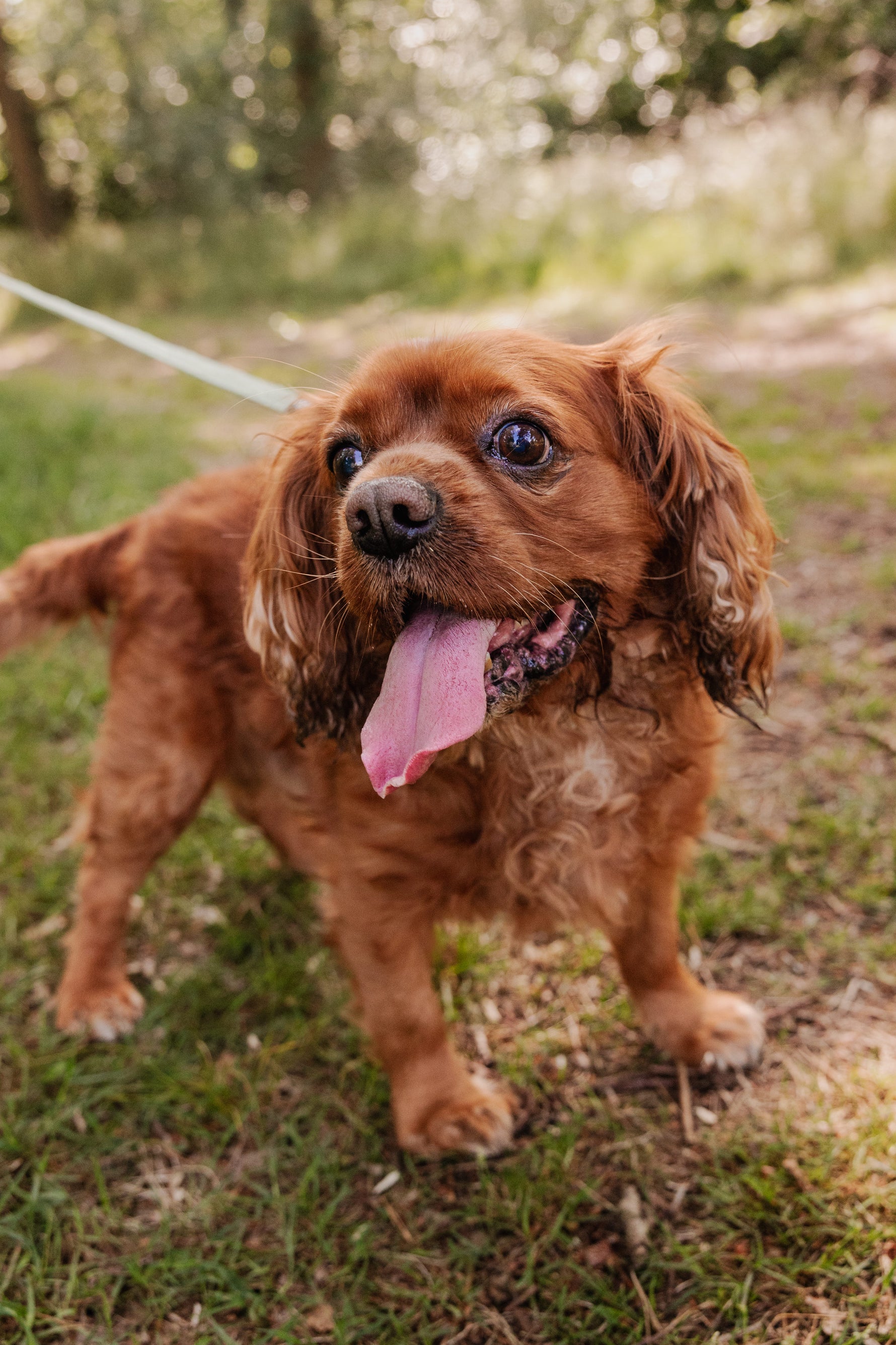 Minty Love Essentials Ensemble: Adjustable Neck Harness, Collar & Leash - Perlujo