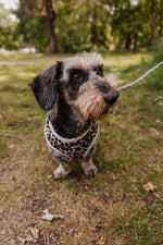 Wild Elegance Essentials Ensemble: Adjustable Neck Harness, Collar & Leash - Perlujo