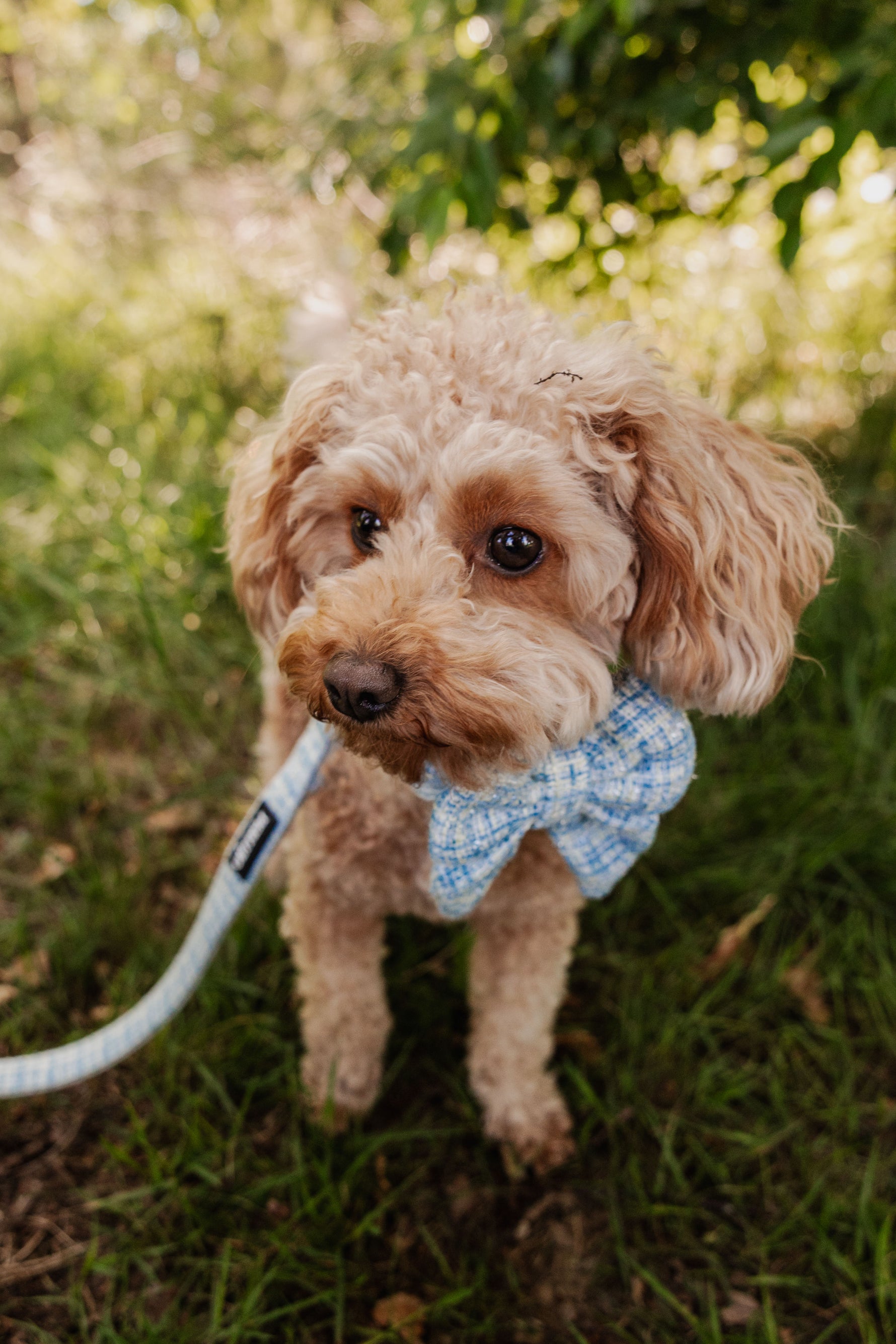 Sky Tweed Sailor Bow Tie - Perlujo