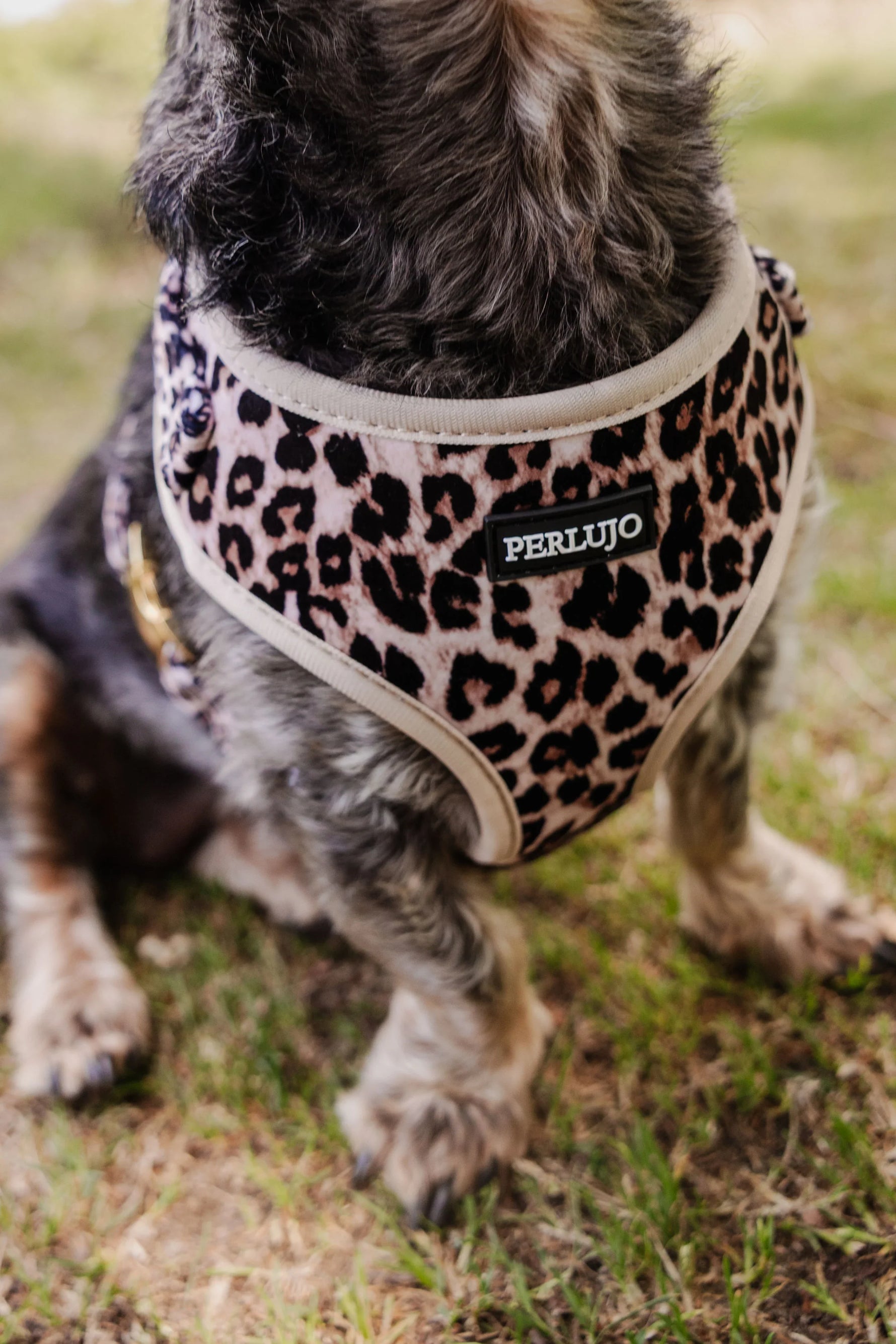 Wild Elegance Essentials Ensemble: Adjustable Neck Harness, Collar & Leash - Perlujo