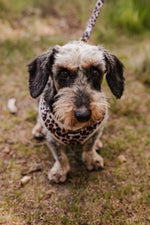 Wild Elegance Essentials Ensemble: Adjustable Neck Harness, Collar & Leash - Perlujo