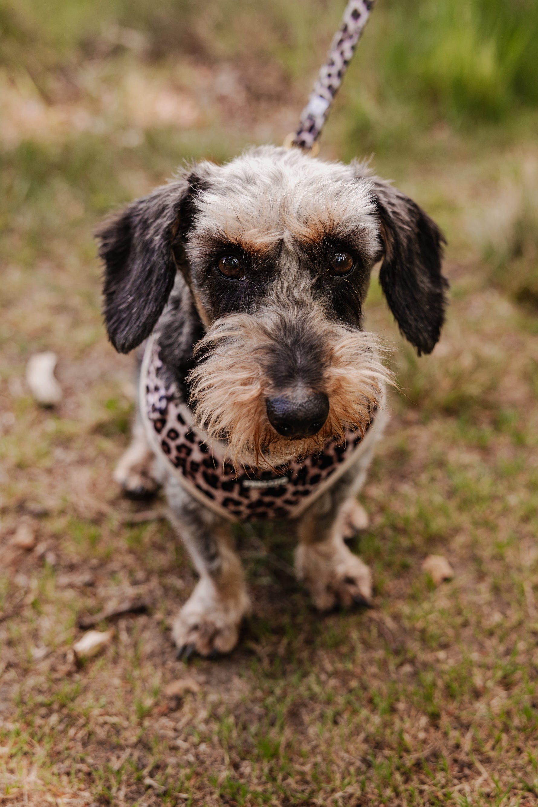 Wild Elegance Essentials Ensemble: Adjustable Neck Harness, Collar & Leash - Perlujo