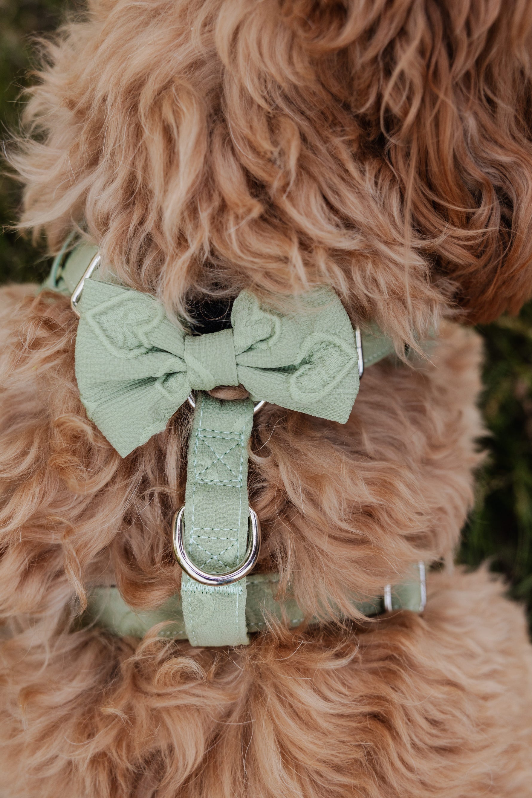Minty Love Bow Tie - Perlujo