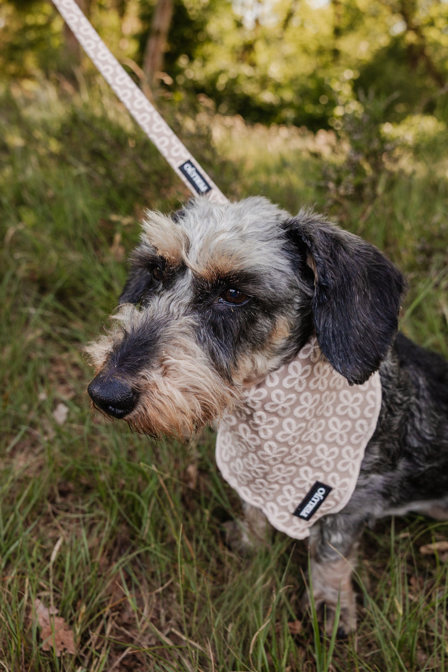 Champagne Clover Bandana - Perlujo