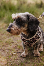 Wild Elegance Essentials Ensemble: Adjustable Neck Harness, Collar & Leash - Perlujo