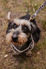 Wild Elegance Essentials Ensemble: Adjustable Neck Harness, Collar & Leash - Perlujo