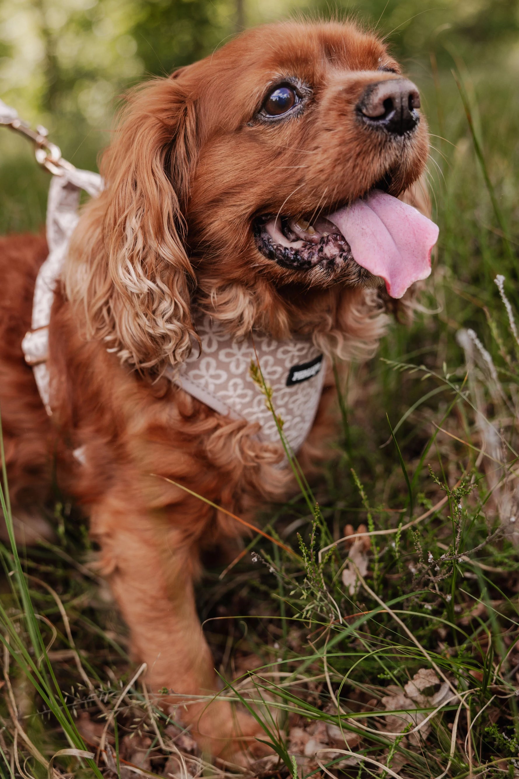 Champagne Clover Adjustable Neck Harness - Perlujo