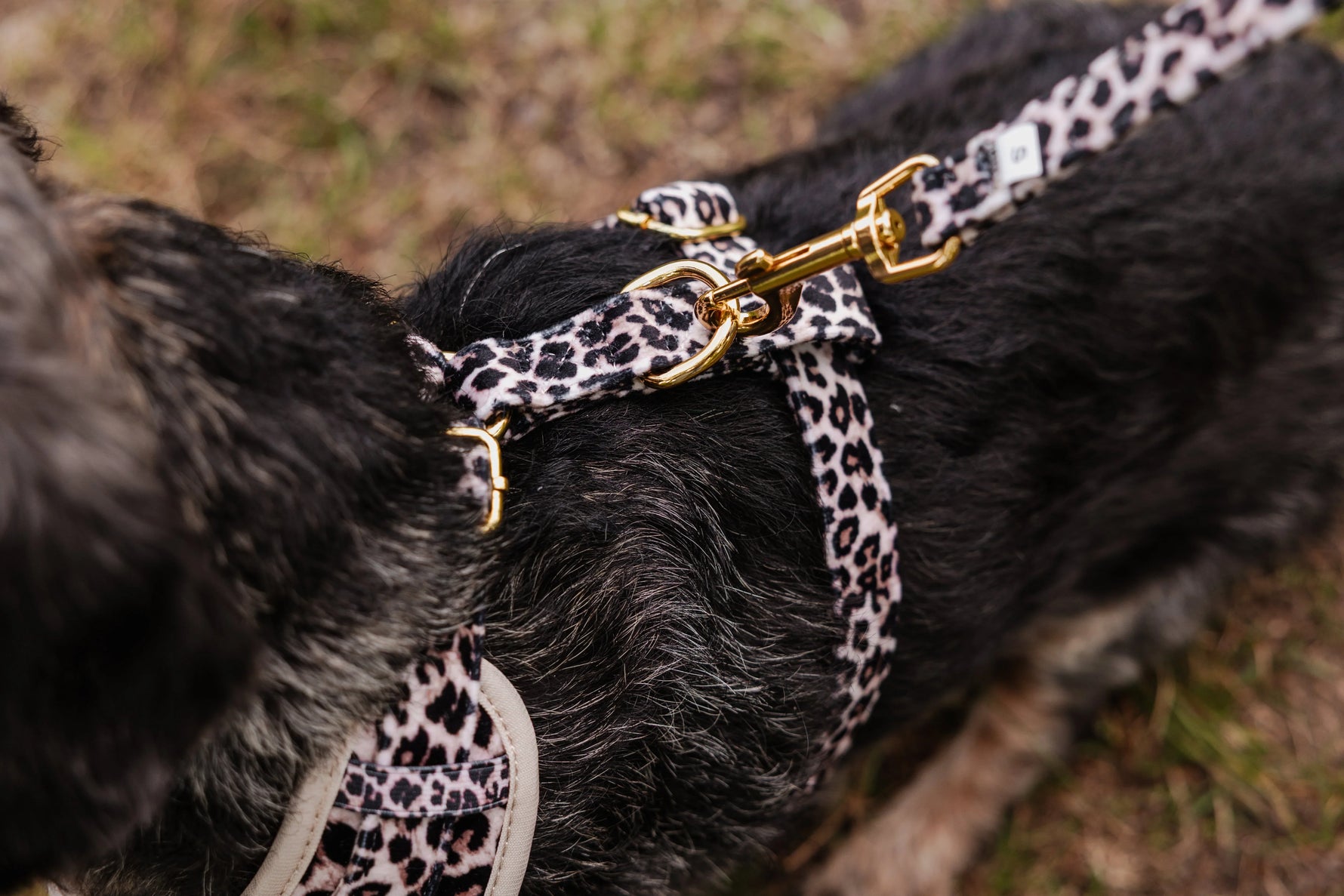 Wild Elegance Essentials Ensemble: Adjustable Neck Harness, Collar & Leash - Perlujo