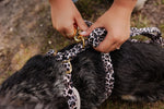 Wild Elegance Essentials Ensemble: Adjustable Neck Harness, Collar & Leash - Perlujo