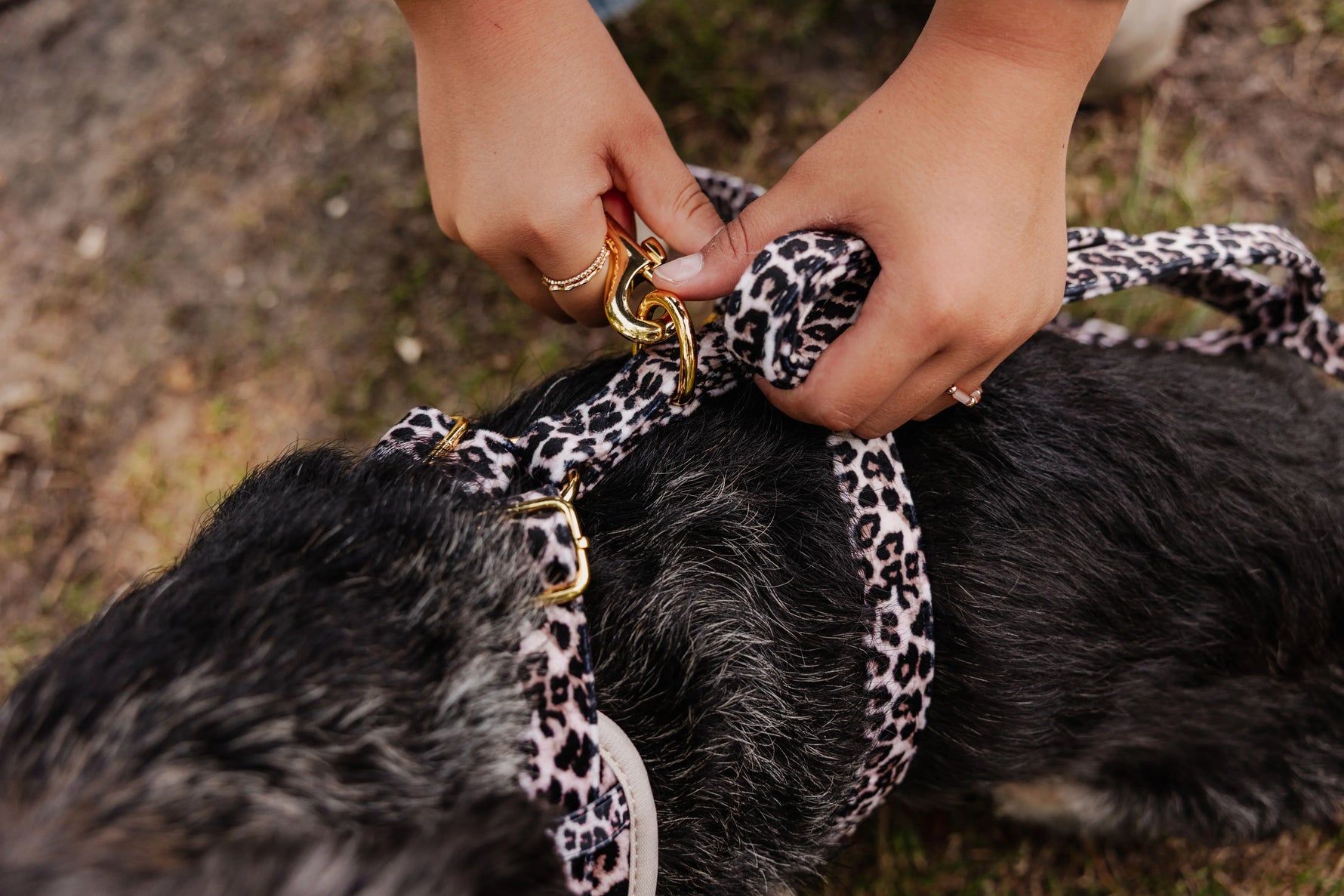 Wild Elegance Essentials Ensemble: Adjustable Neck Harness, Collar & Leash - Perlujo