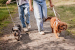 Champagne Clover Essentials Ensemble: Adjustable Neck Harness, Collar & Leash - Perlujo