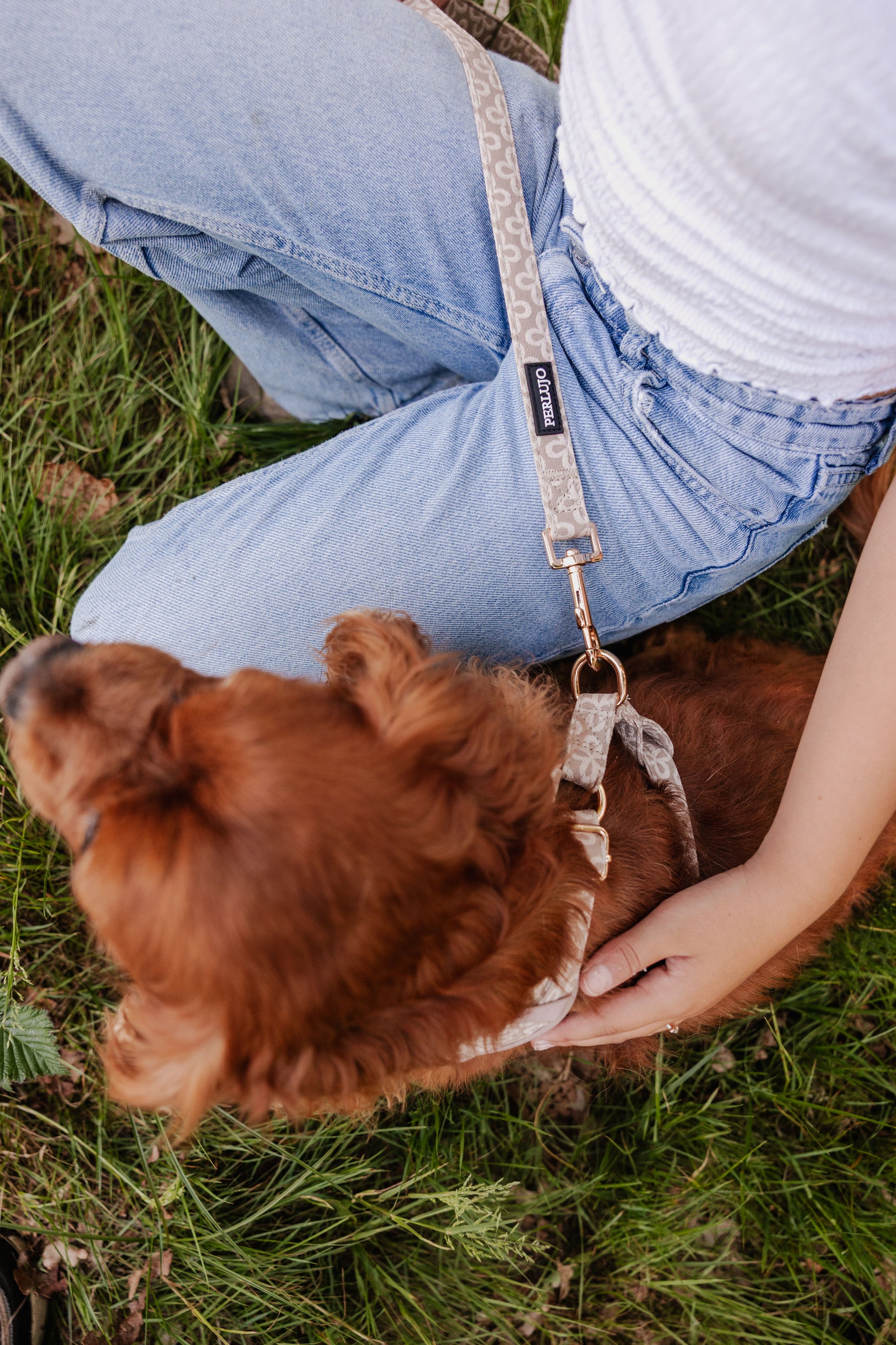 Champagne Clover Essentials Ensemble: Adjustable Neck Harness, Collar & Leash - Perlujo