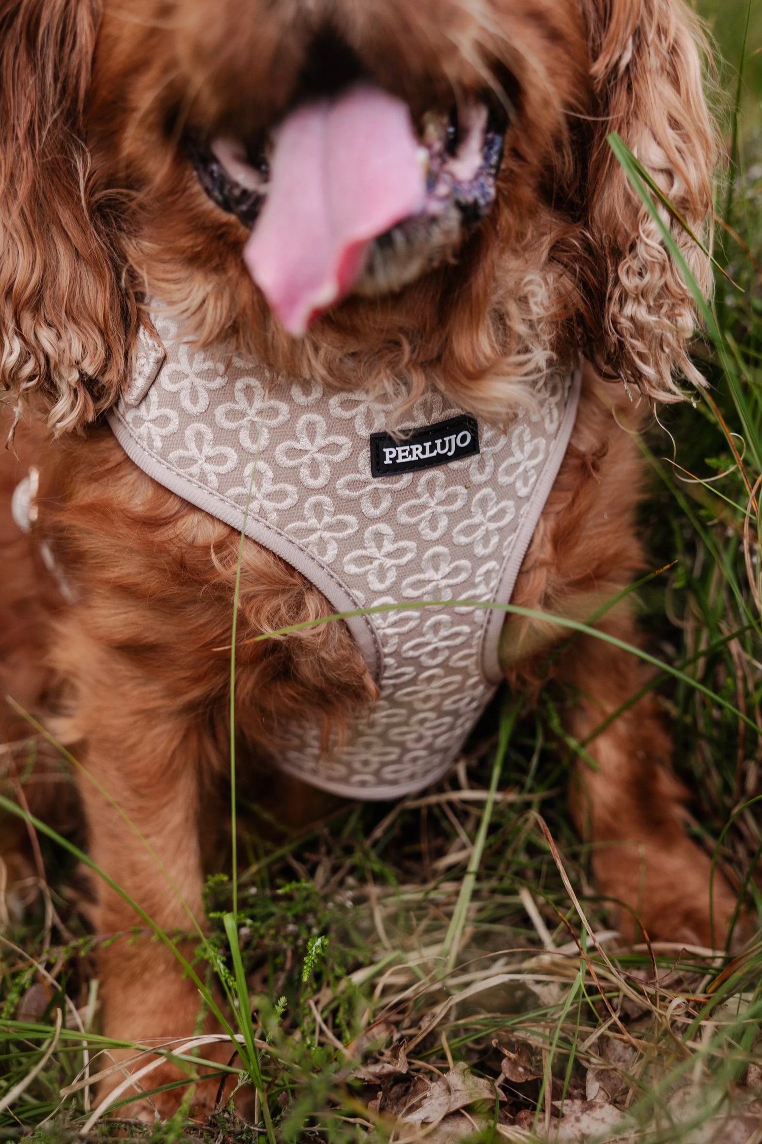 Champagne Clover Essentials Ensemble: Adjustable Neck Harness, Collar & Leash - Perlujo