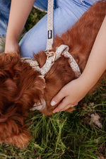 Champagne Clover Essentials Ensemble: Adjustable Neck Harness, Collar & Leash - Perlujo