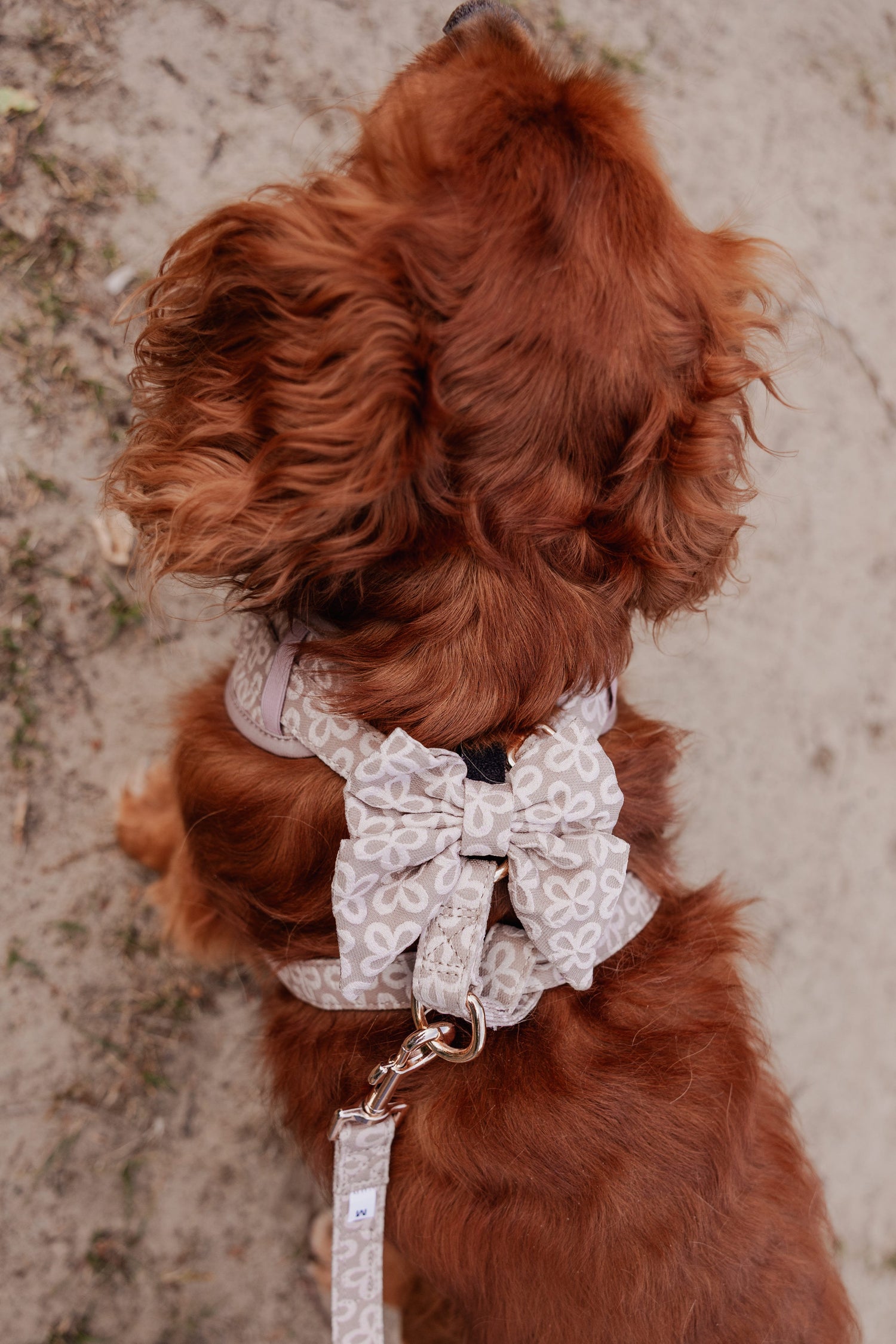 Champagne Clover Sailor Bow Tie - Perlujo