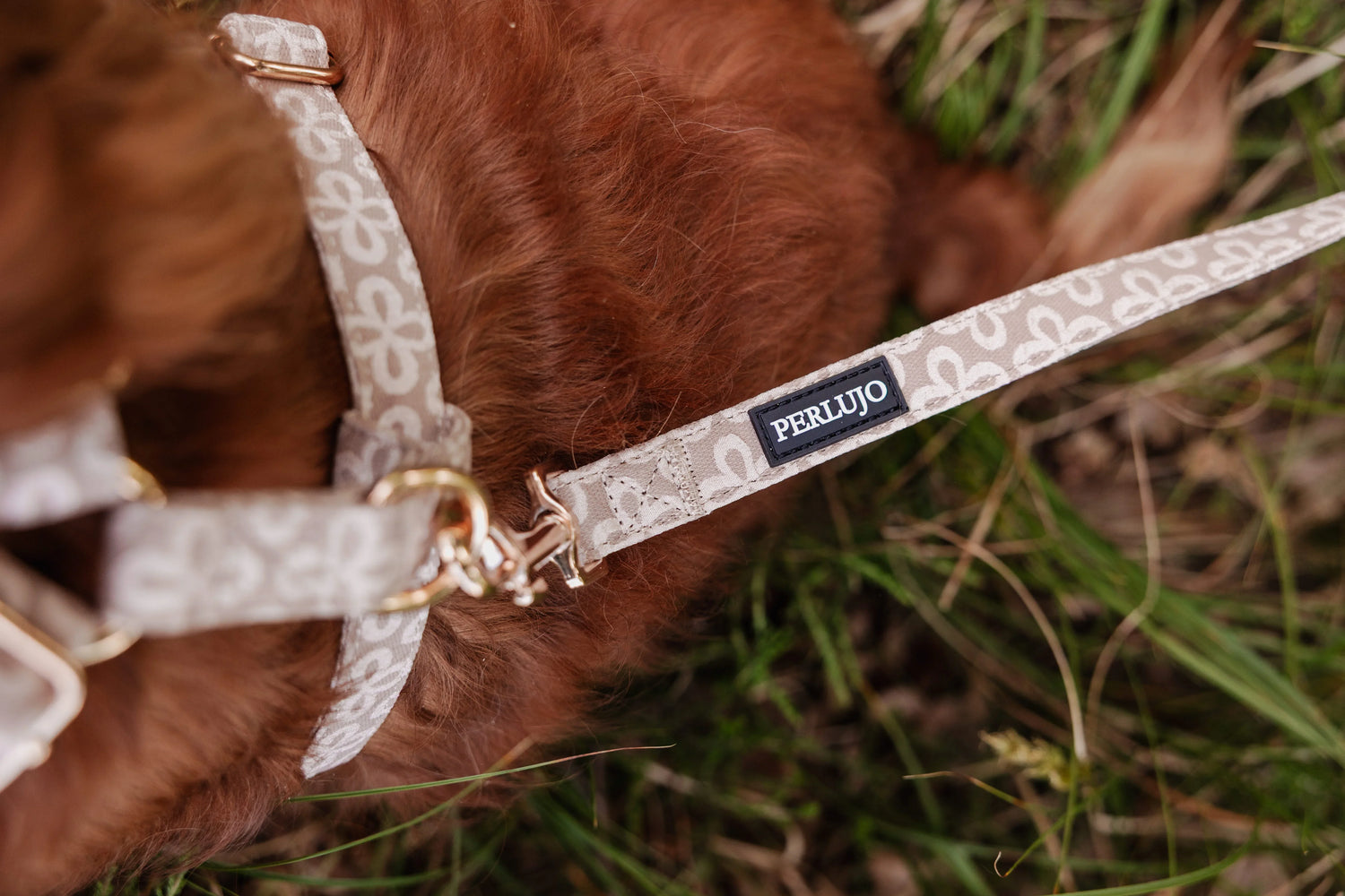 Champagne Clover Leash - Perlujo