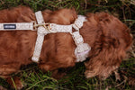 Champagne Clover Adjustable Neck Harness - Perlujo