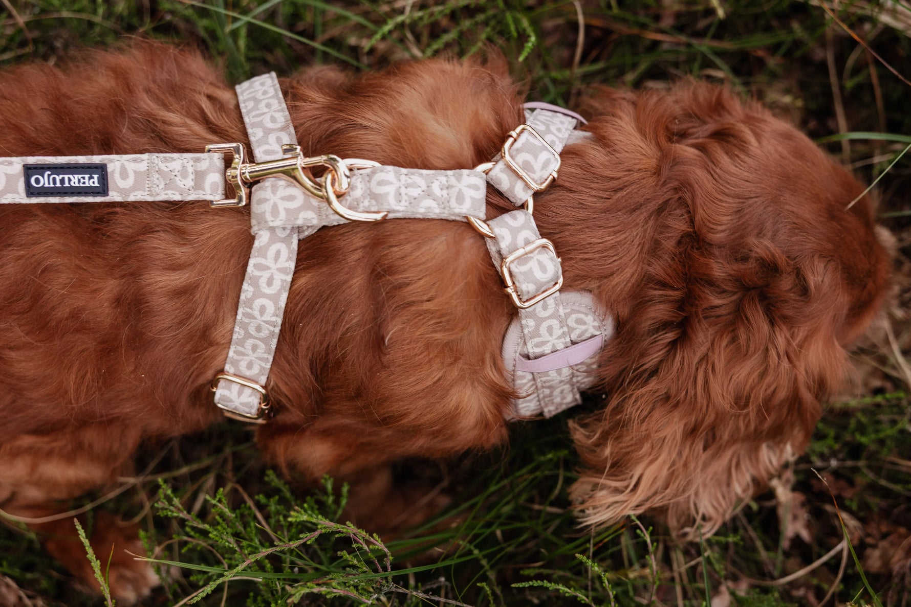 Champagne Clover Adjustable Neck Harness - Perlujo
