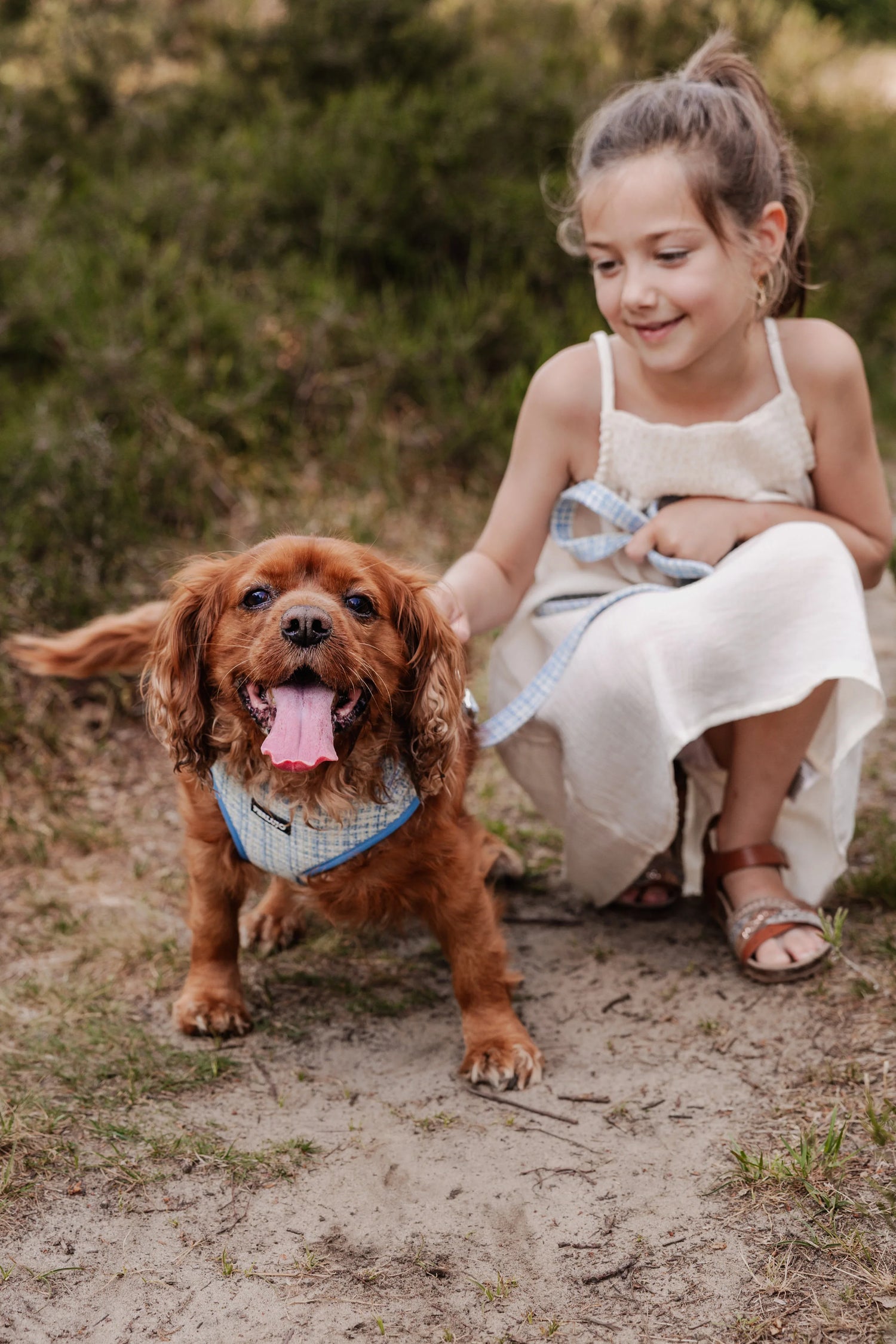 Sky Tweed Essentials Ensemble: Adjustable Neck Harness, Collar & Leash - Perlujo