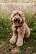 Classic Comfort Essentials Ensemble: Adjustable Neck Harness, Collar & Leash - Perlujo