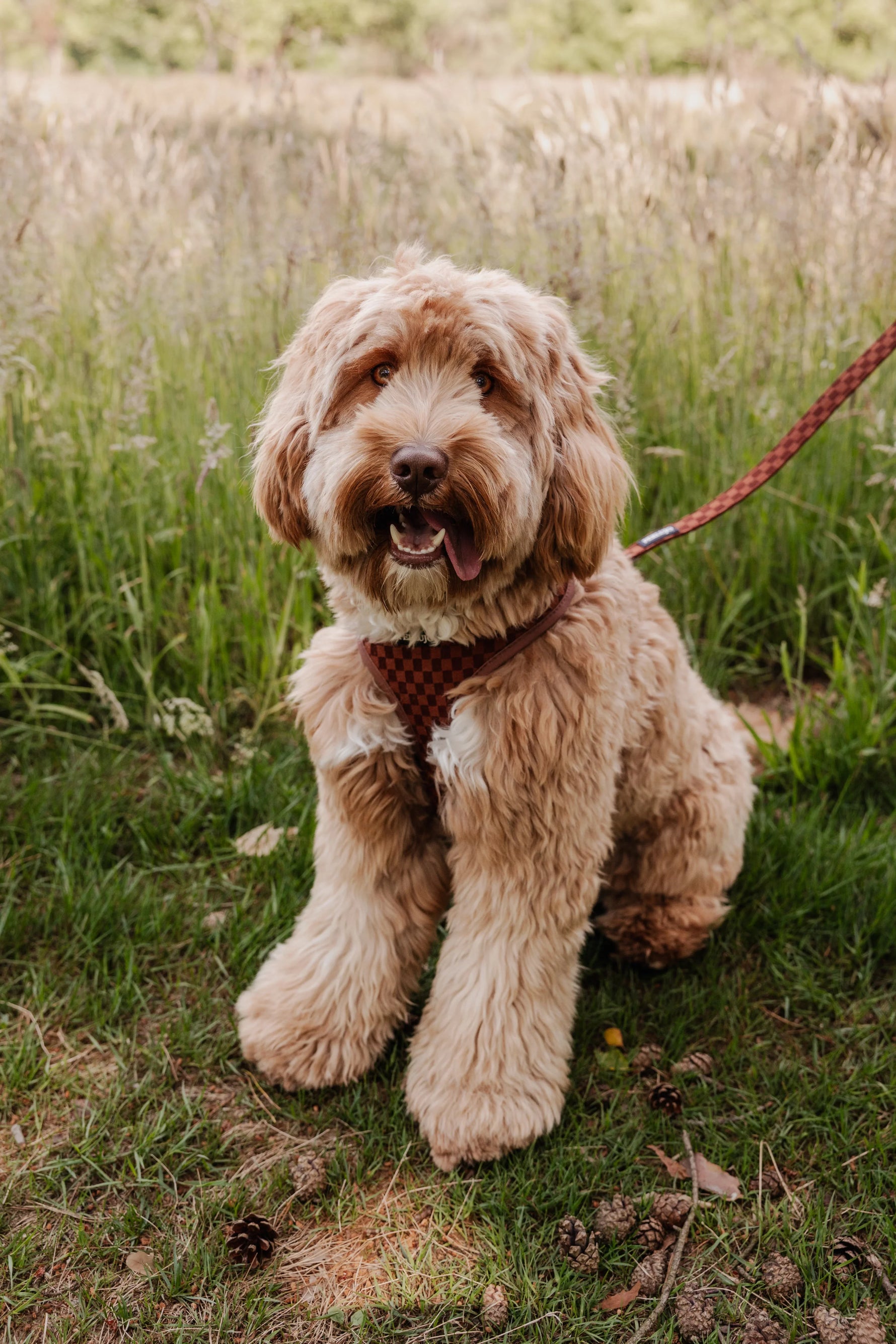 Classic Comfort Essentials Ensemble: Adjustable Neck Harness, Collar & Leash - Perlujo