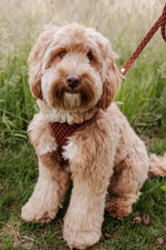 Classic Comfort Essentials Ensemble: Adjustable Neck Harness, Collar & Leash - Perlujo