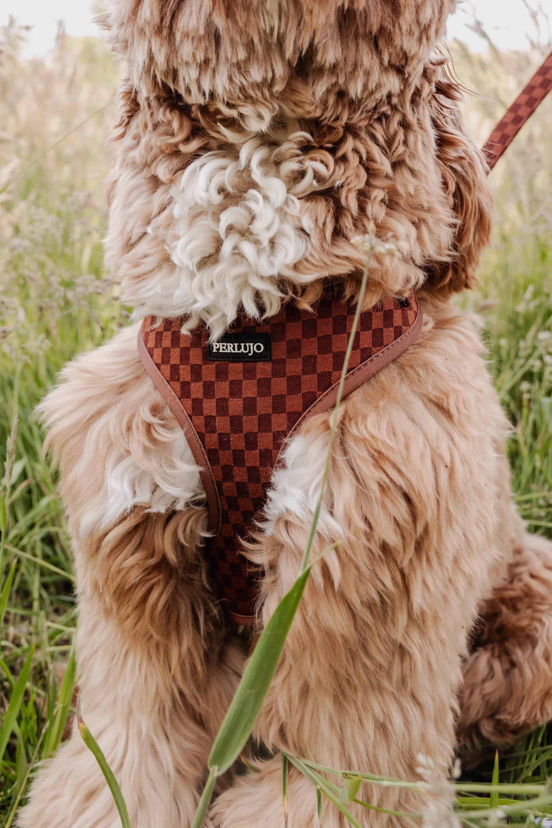 Classic Comfort Essentials Ensemble: Adjustable Neck Harness, Collar & Leash - Perlujo