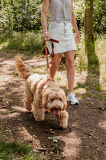Classic Comfort Essentials Ensemble: Adjustable Neck Harness, Collar & Leash - Perlujo