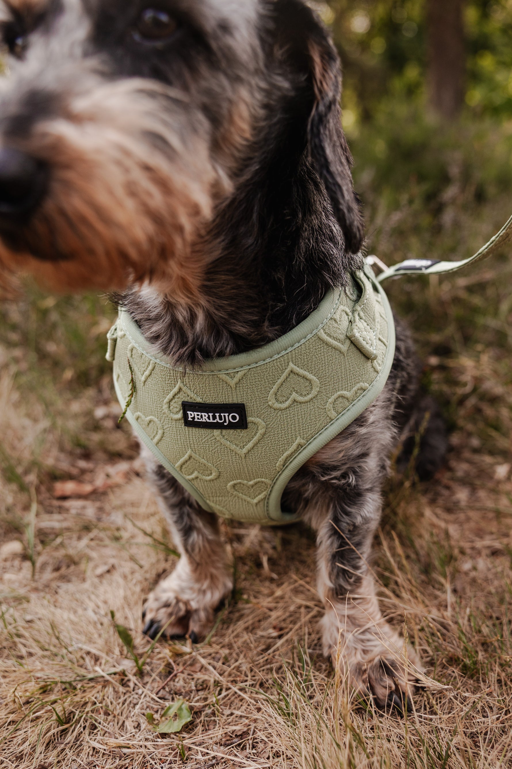 Minty Love Essentials Ensemble: Adjustable Neck Harness, Collar & Leash - Perlujo