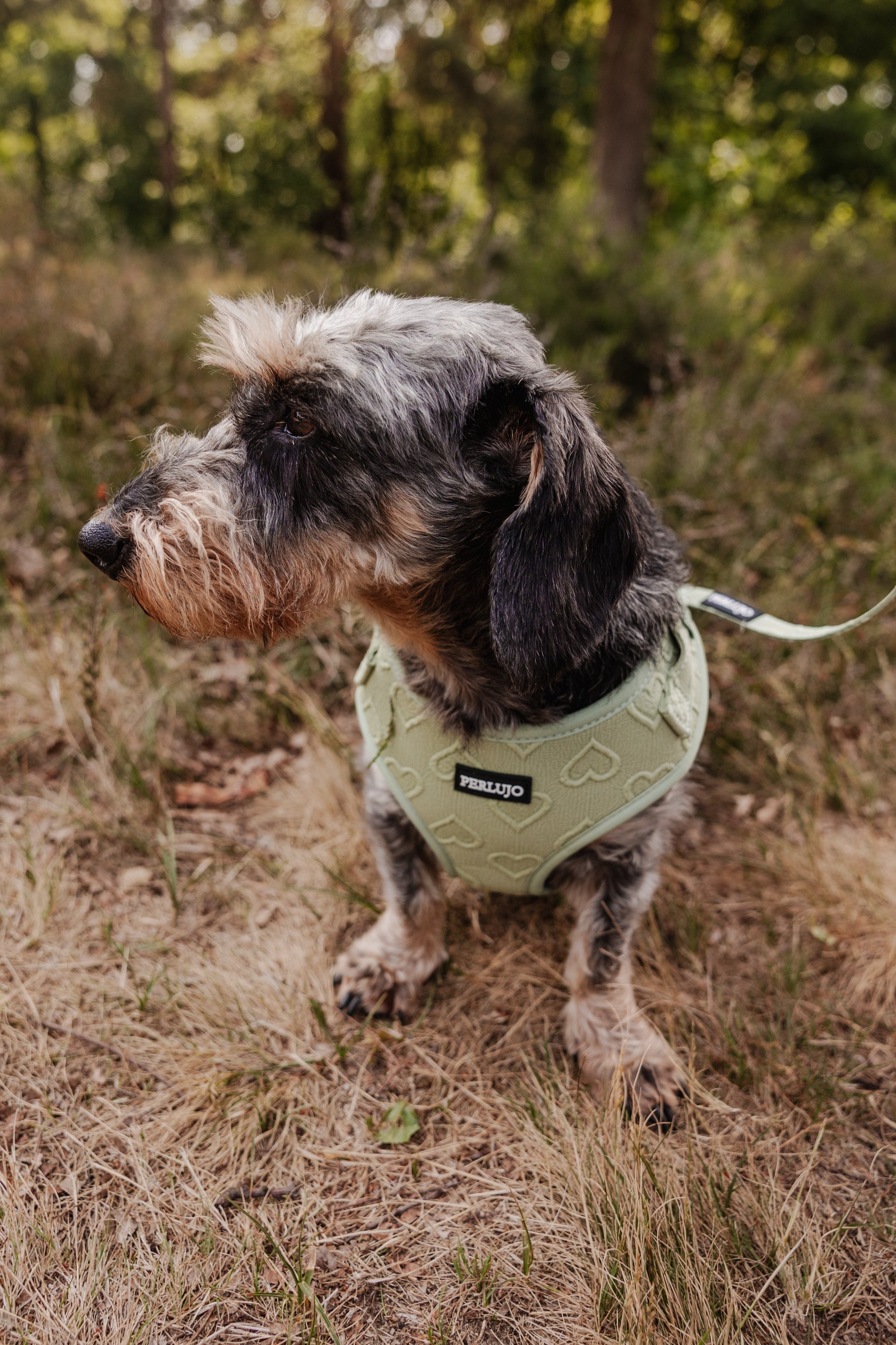 Minty Love Essentials Ensemble: Adjustable Neck Harness, Collar & Leash - Perlujo