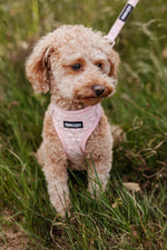 Rosy Bloom Essentials Ensemble: Adjustable Neck Harness, Collar & Leash - Perlujo