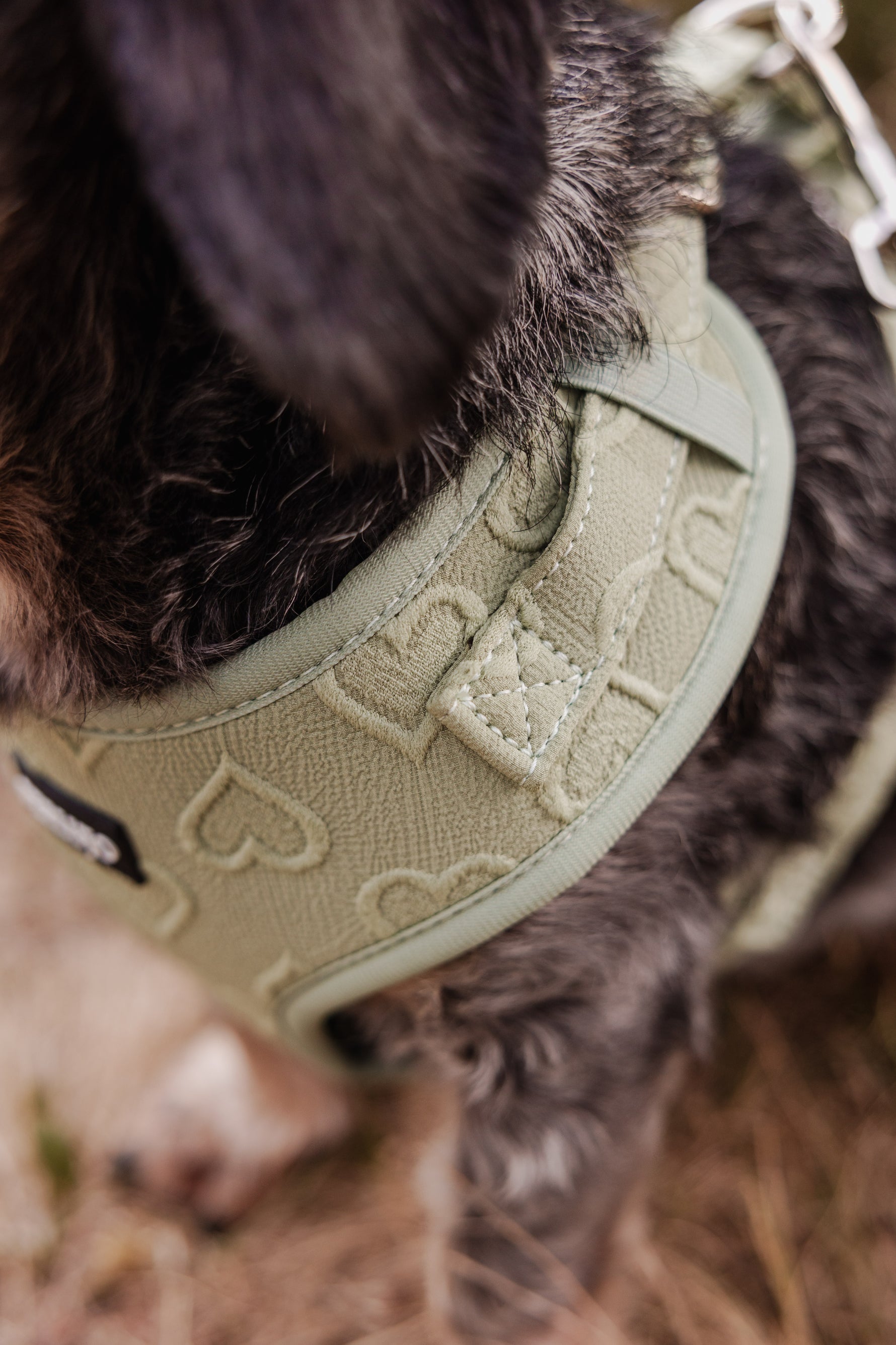 Minty Love Essentials Ensemble: Adjustable Neck Harness, Collar & Leash - Perlujo